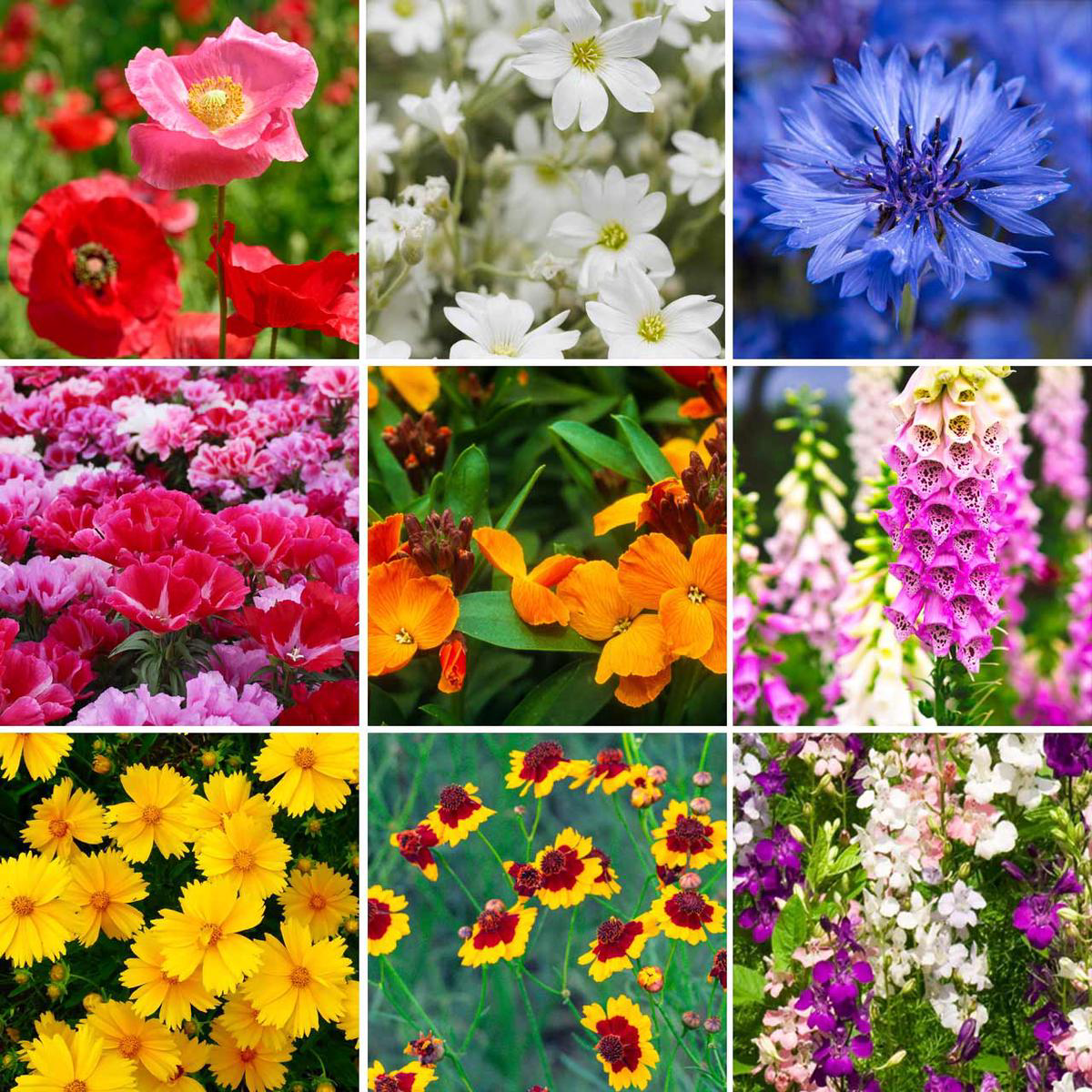 Annies Partial Shade Wildflower Mix