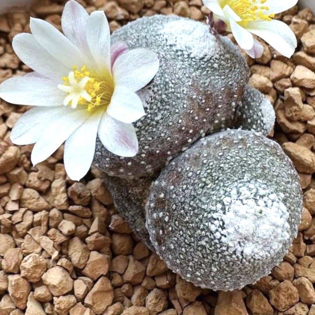 Blossfeldia liliputana var. alba SEEDS