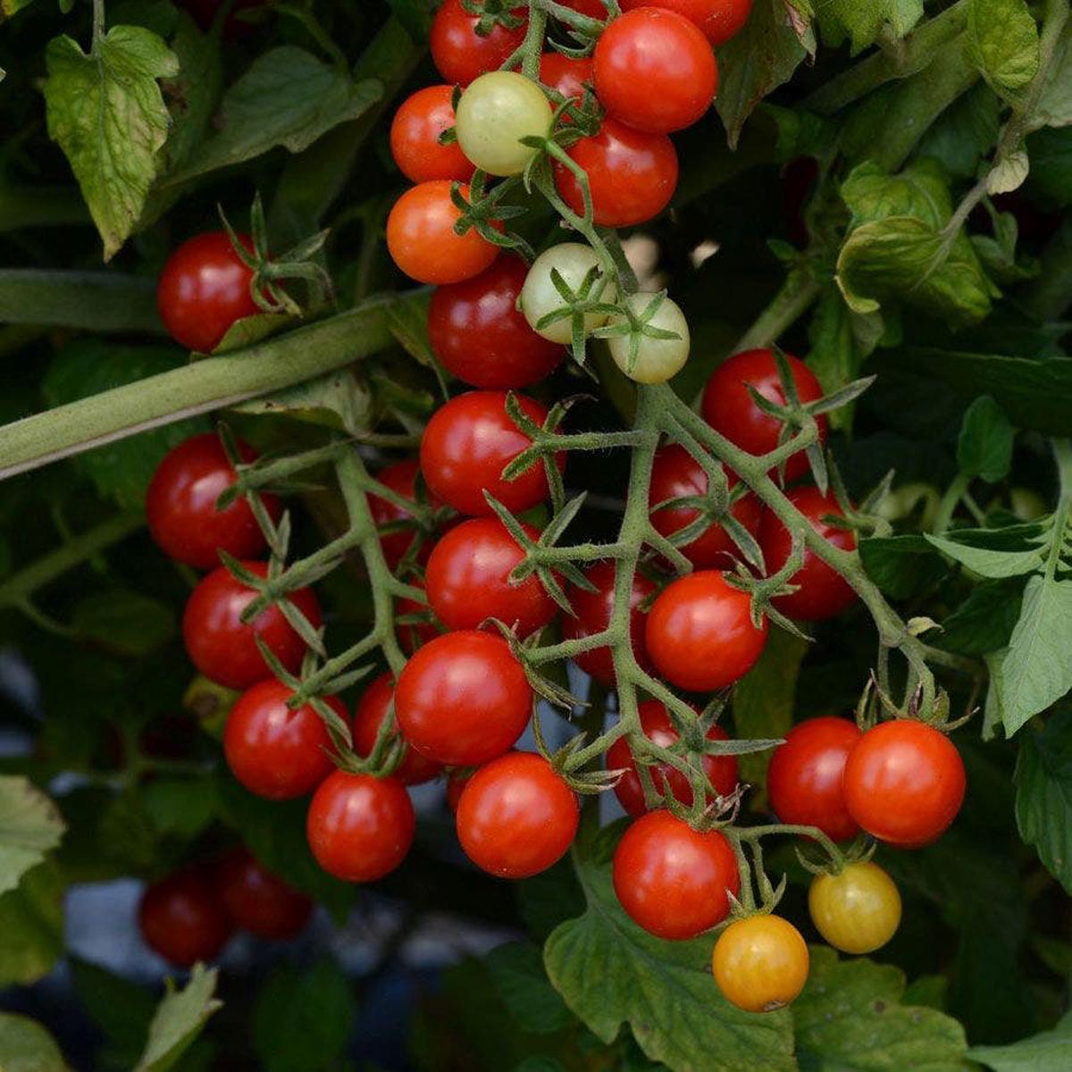 Candyland Red Hybrid Tomato Seeds