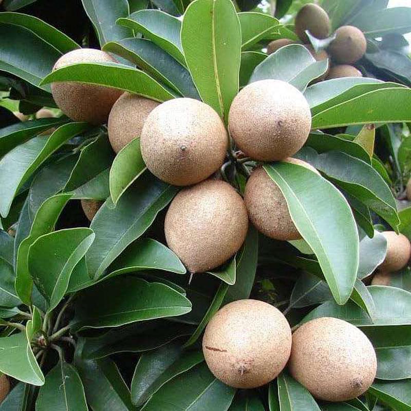Chiku, Chikku, Chikoo - 0.5 kg Seeds