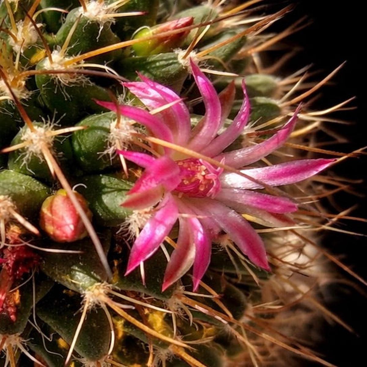 Mammillaria euthele SEEDS