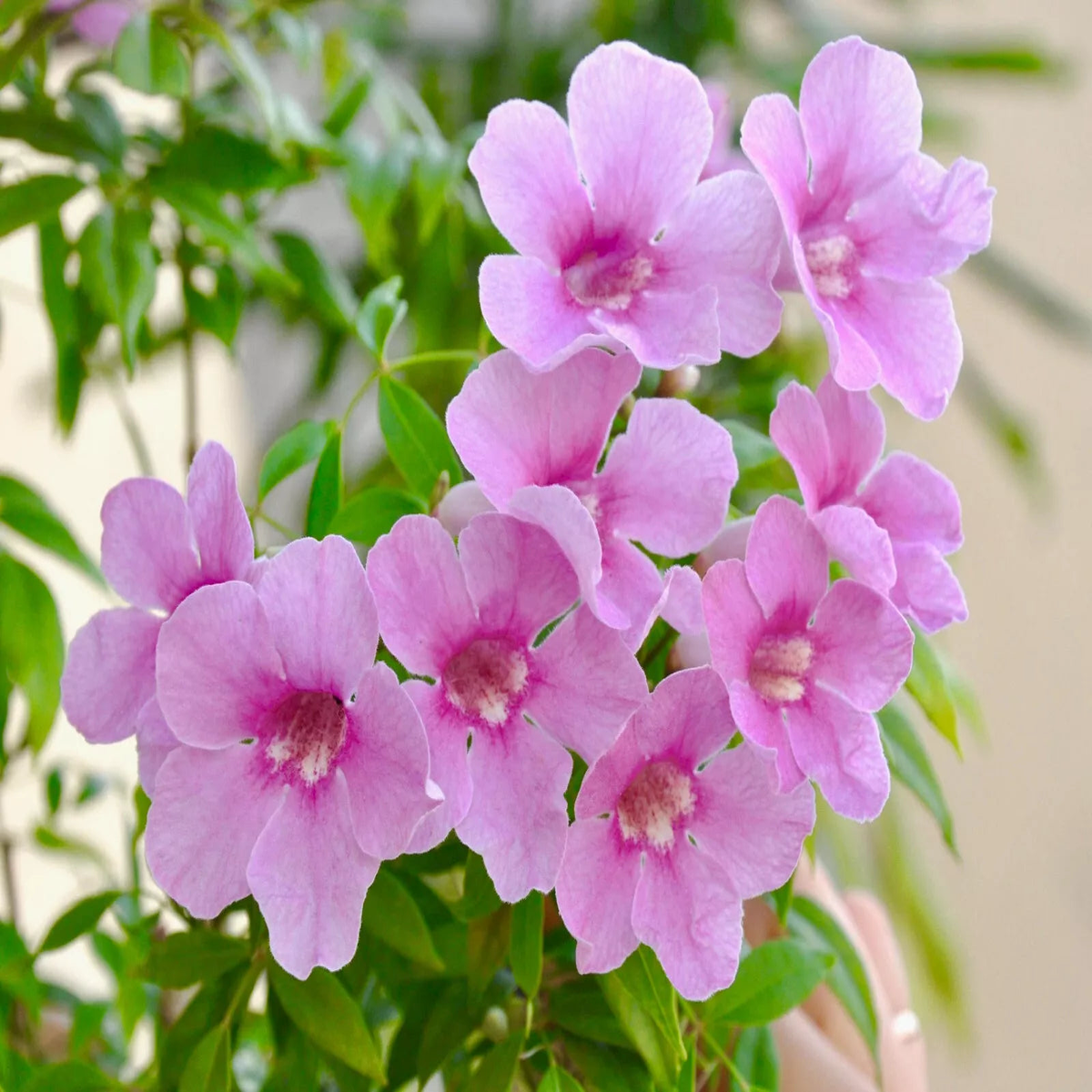 Pandorea jasminoides PINK FLOWERS SEEDS