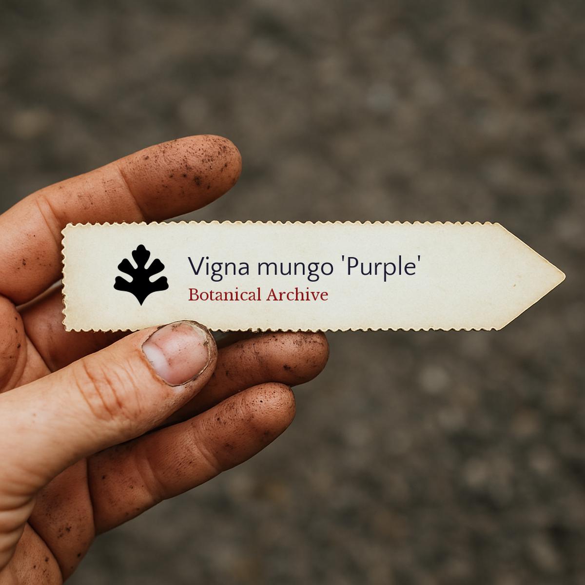 Vigna mungo 'Purple' SEEDS