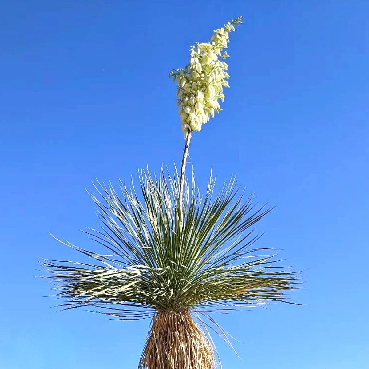 Yucca elata SEEDS