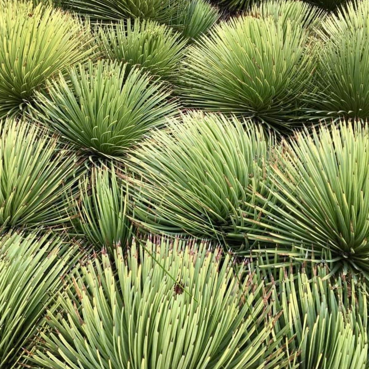 Agave stricta SEEDS