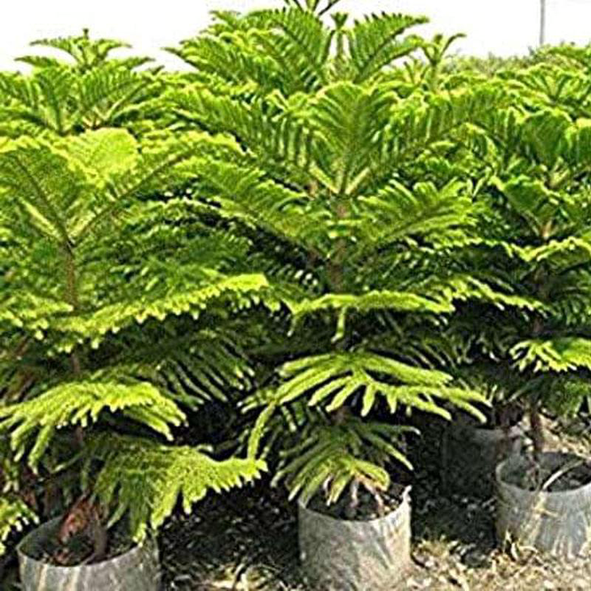 Araucaria Cunninghamii Hoop Pine 8211 05 kg Seeds