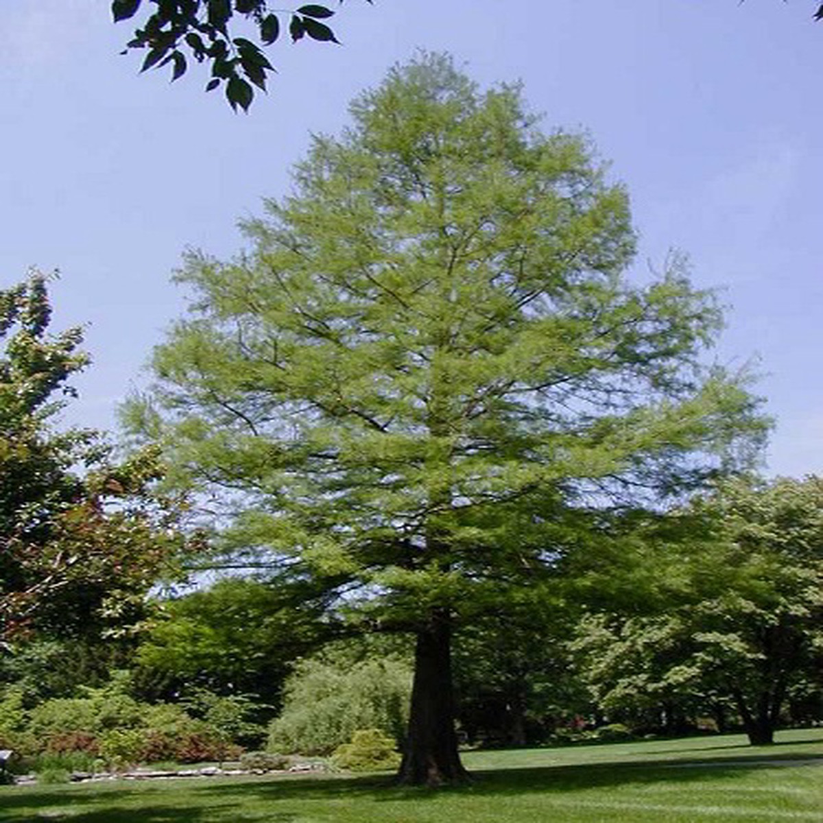 Bald Cypress 20 Seeds-Taxodium Distichum-Bonsai/Outdoor