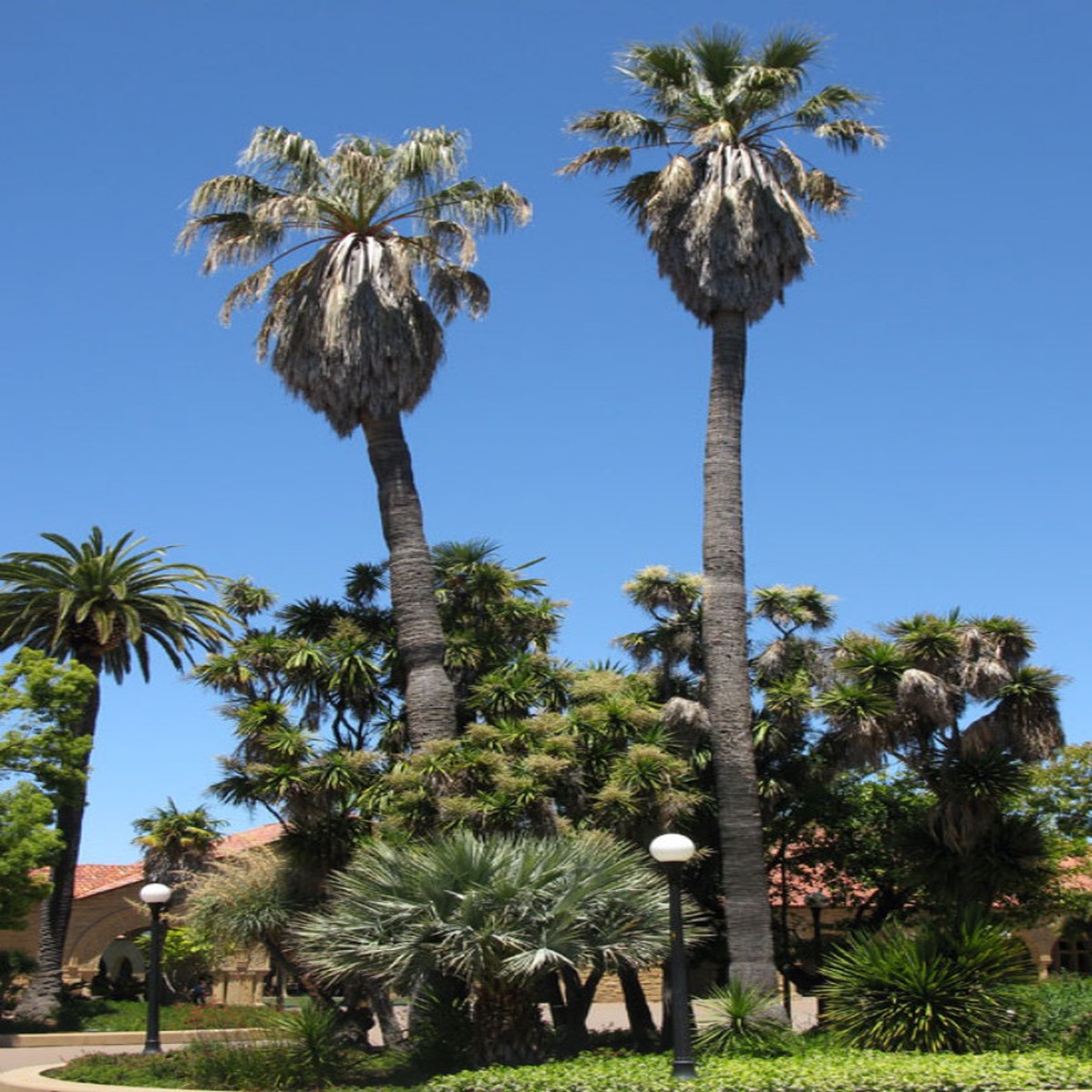 California Fan Palm 10 Seeds - Washingtonia