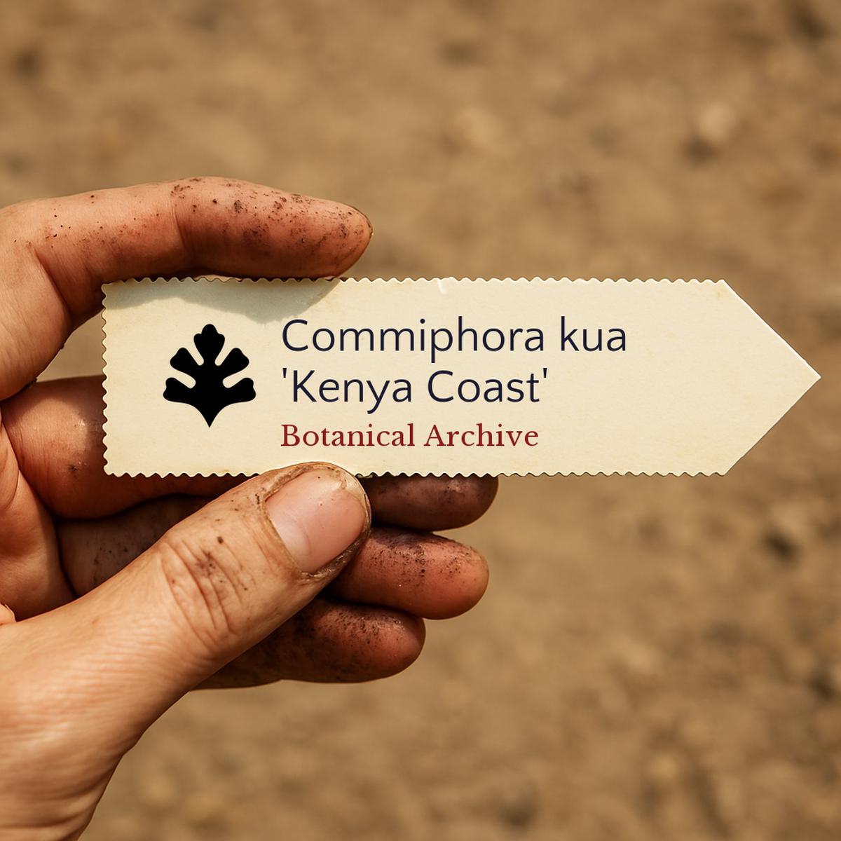 Commiphora kua 'Kenya Coast' SEEDS