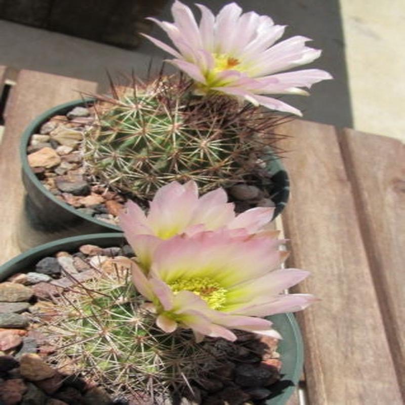 Echinoimastus Acunensis Exotic Cacti - 5 Seeds