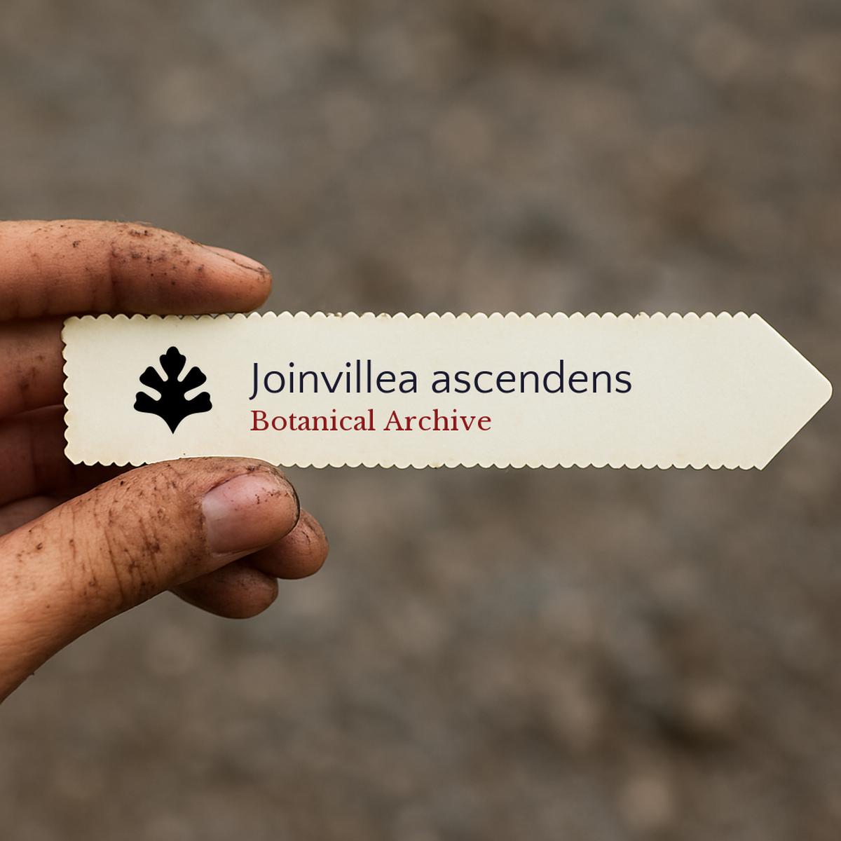 Joinvillea ascendens SEEDS