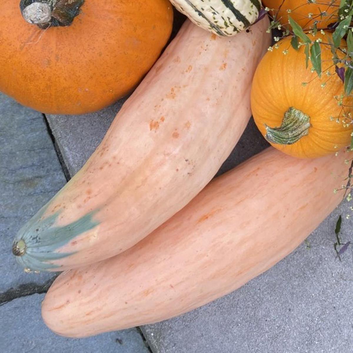 North Georgia Candy Roaster (Cucurbita maxima)