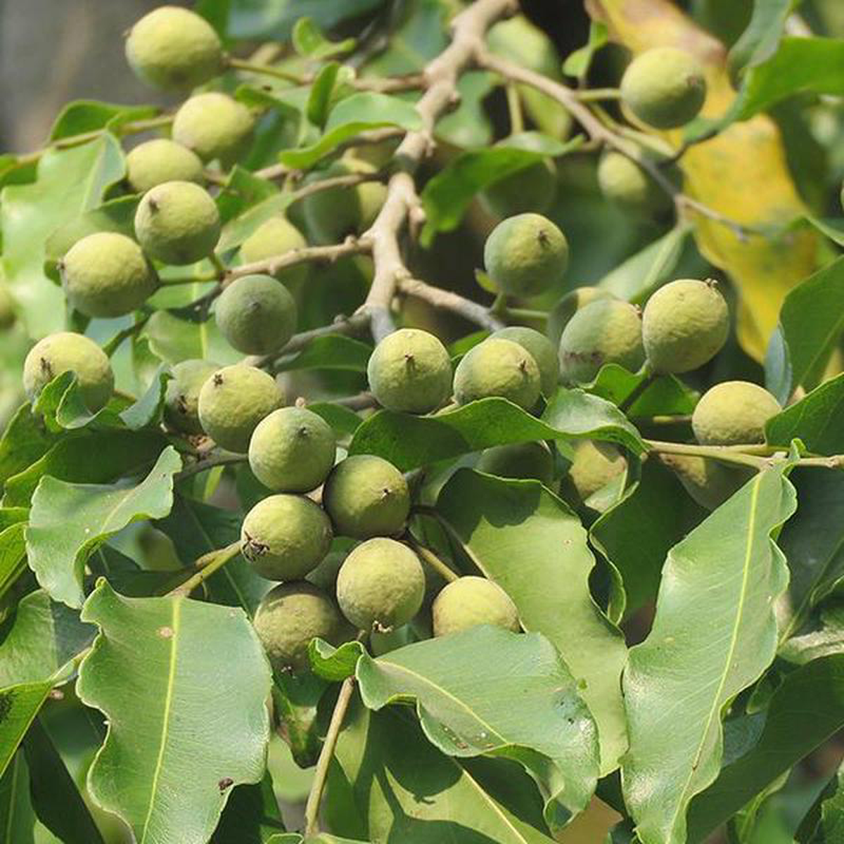 Putranjiva Roxburghii Lucky Bean Tree 8211 05 kg Seeds