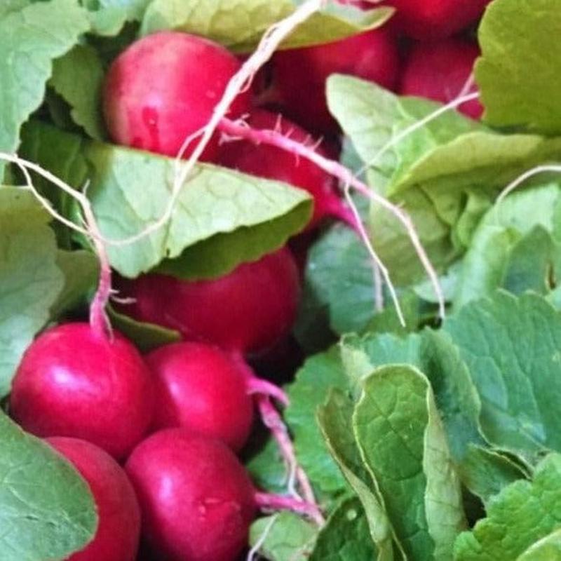 Radish Cherry Belle - Saanich Organics