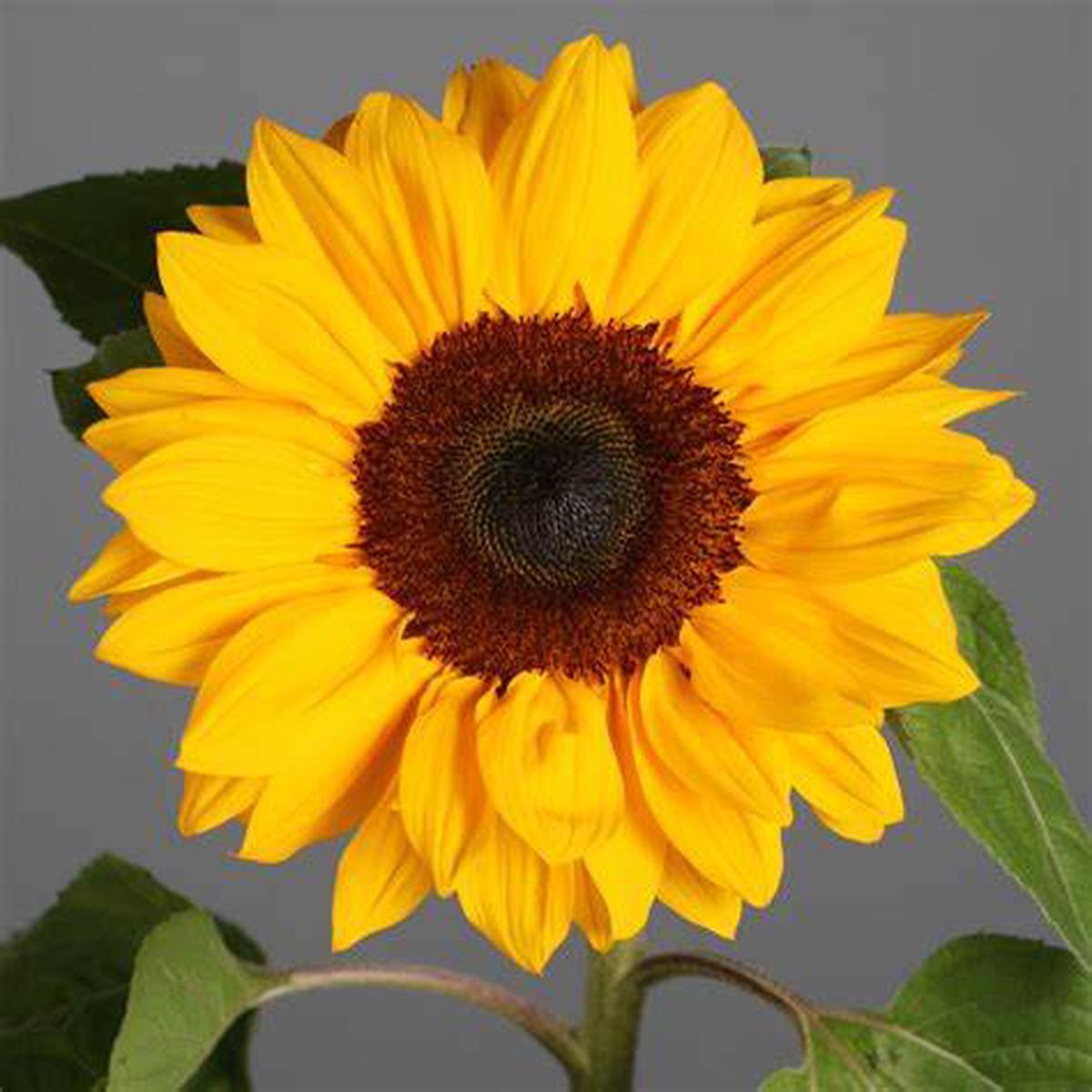 Sunflower Sunbright - Pacific Northwest Seeds