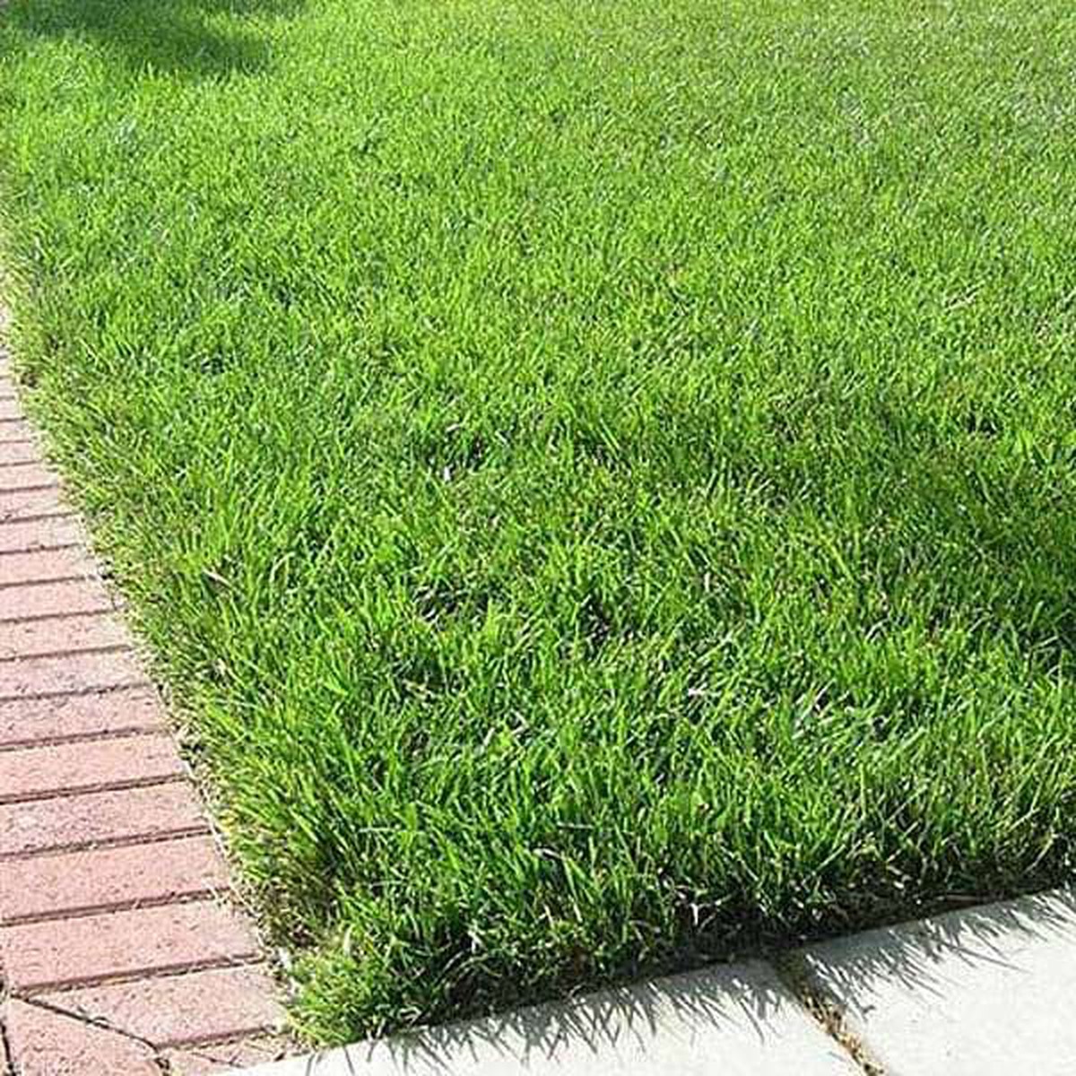Tall Fescue Lawn Grass - 0.5 kg Seeds