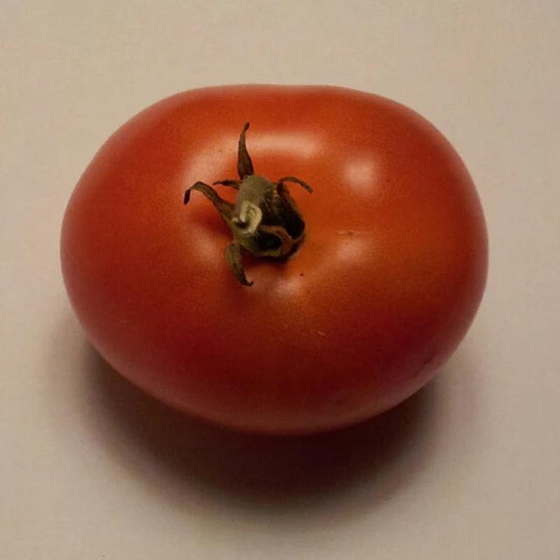 Tomato Golden Delight Early Bush - Eagleridge Seeds