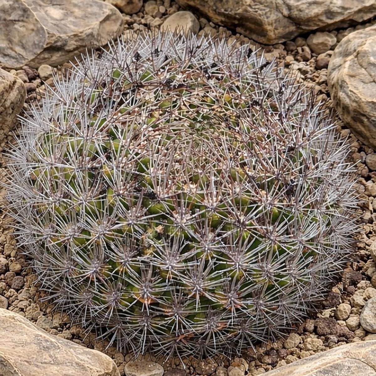 Weingartia neocumingii (WHITE FLOWERS) SEEDS