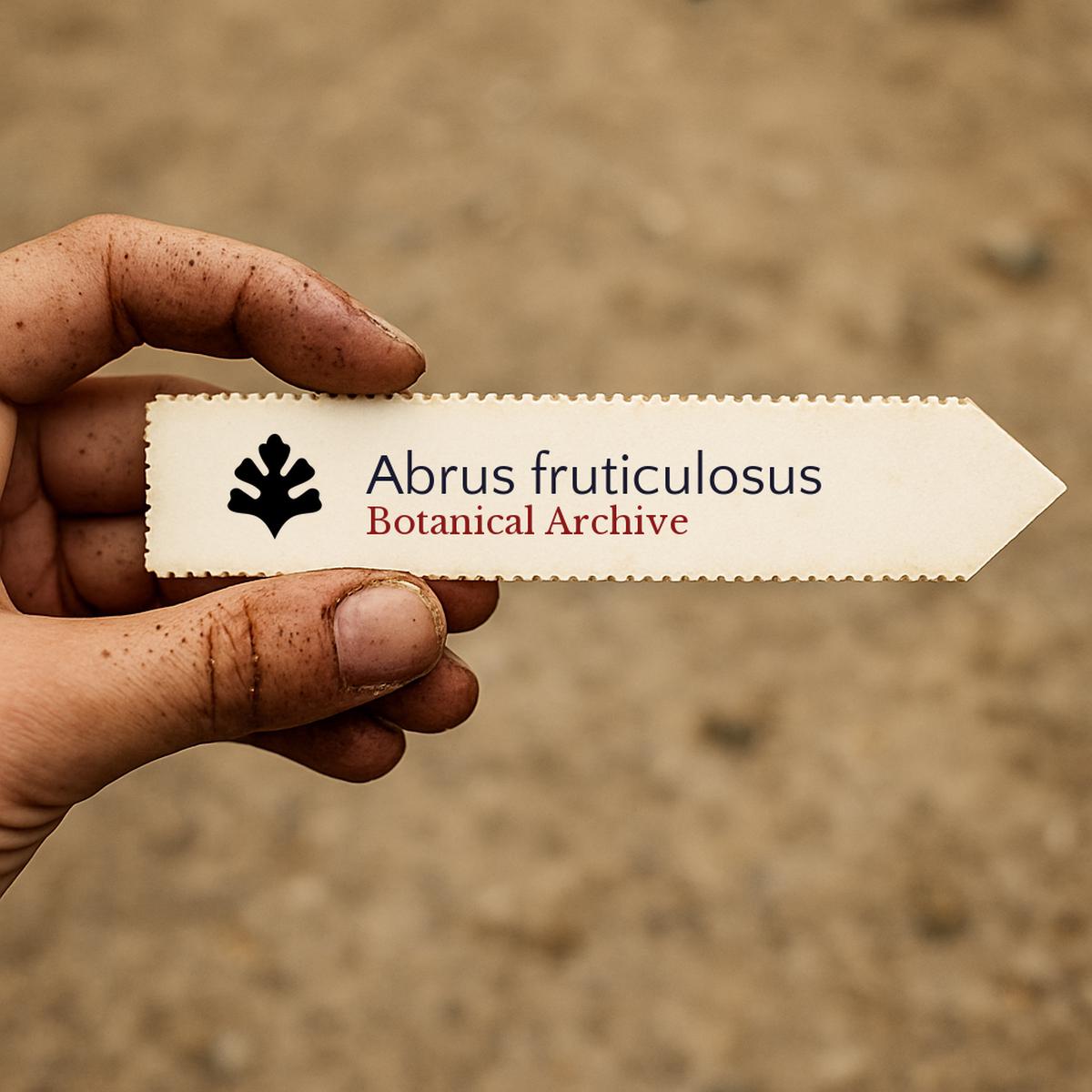 Abrus fruticulosus SEEDS