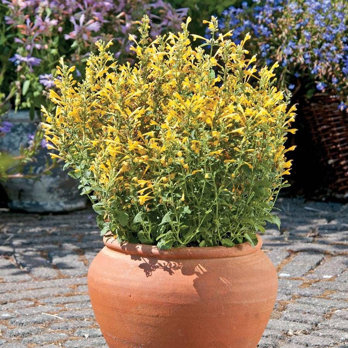 Agastache Arizona Sun Hyssop Seeds