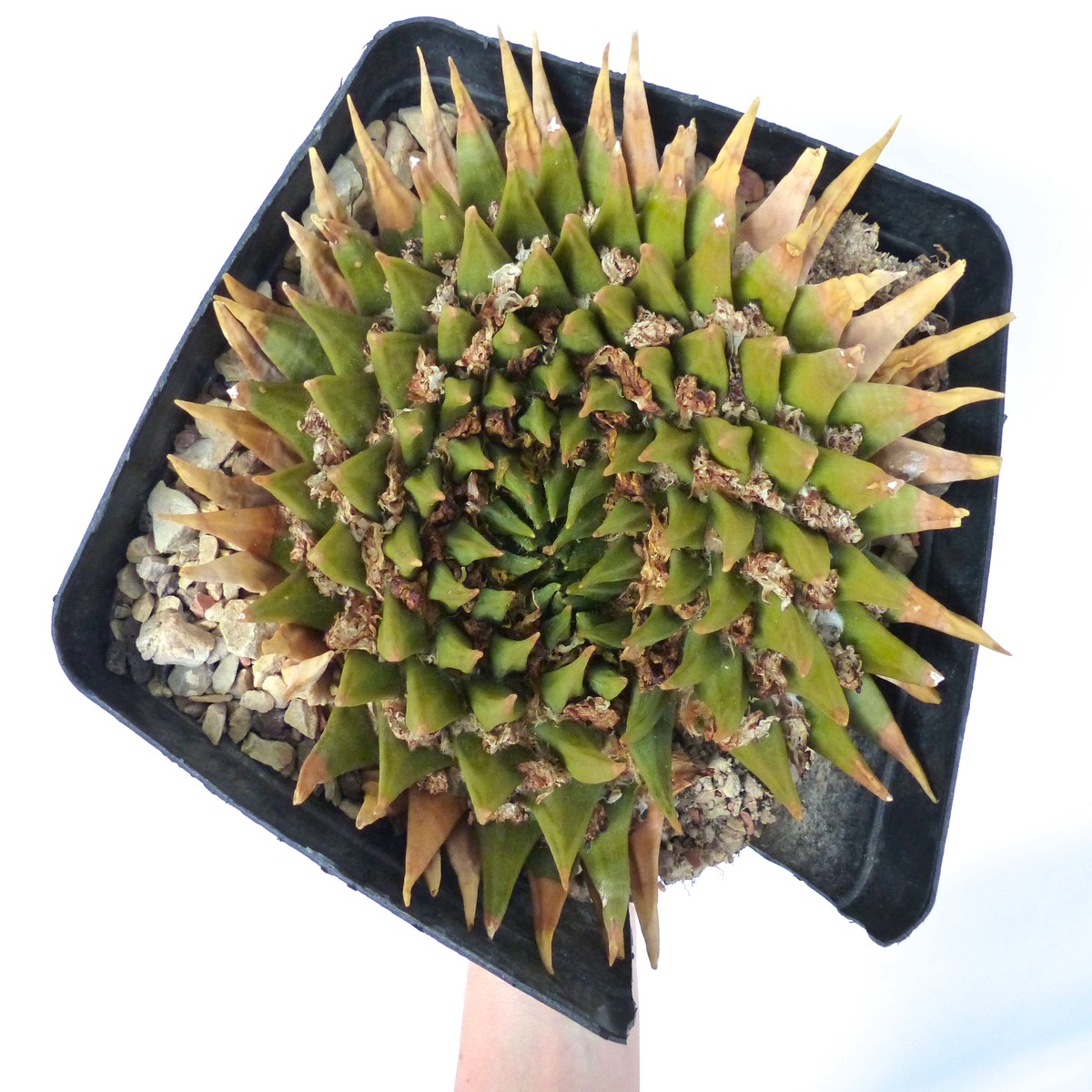 Ariocarpus trigonus CS27 'La Liberta' SEEDS