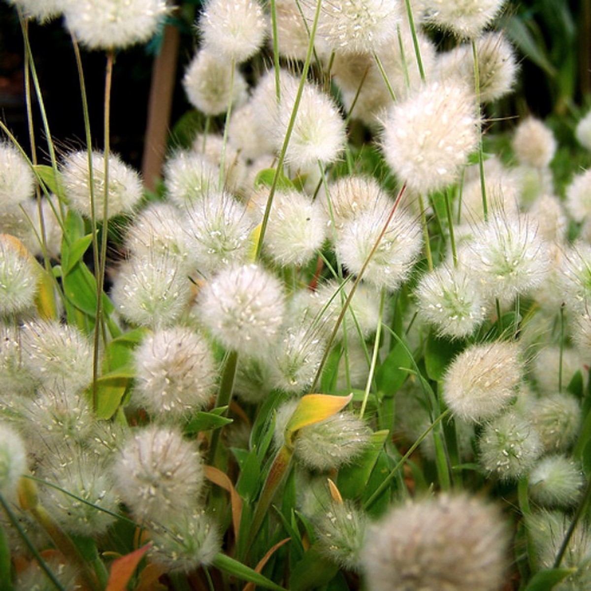 Bunny Tails Ornamental Grass - 20 Seeds, 250 mg