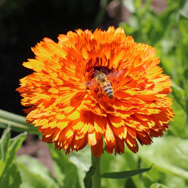 Calendula Double Red