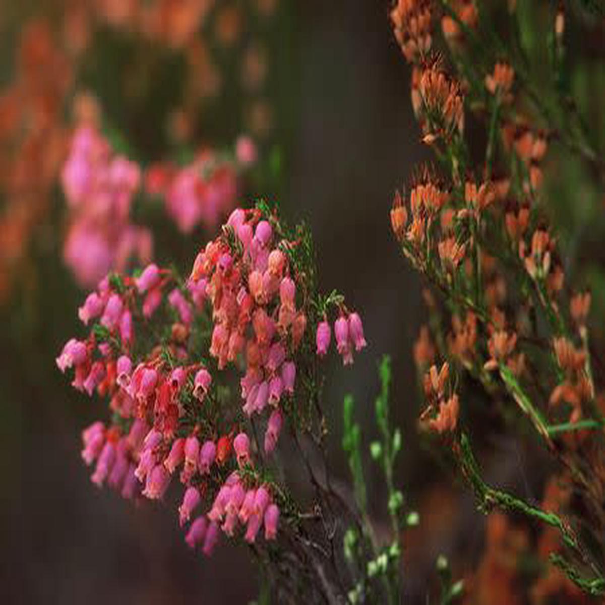 Erica tenella - Indigenous South African Heath Shrub - 10 seeds
