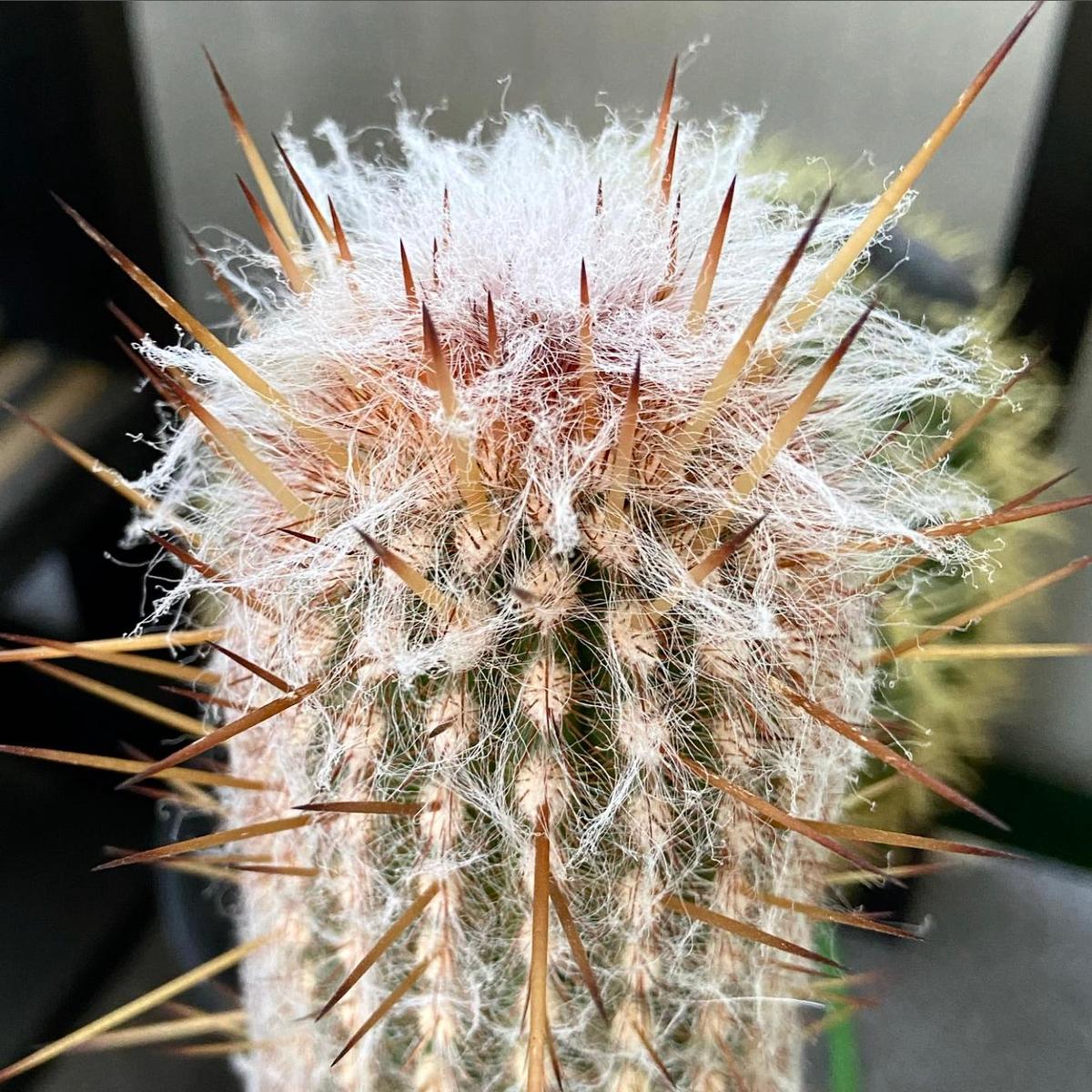Espostoa baumannii SEEDS