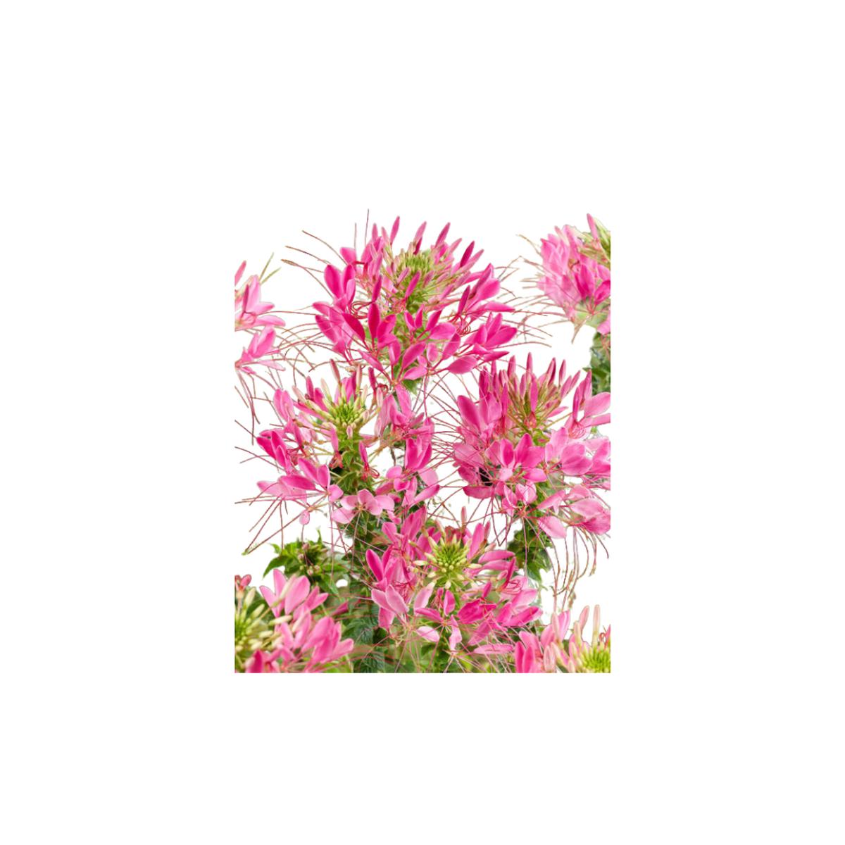 Flower Pink Queen Cleome Seeds | OSC Seeds