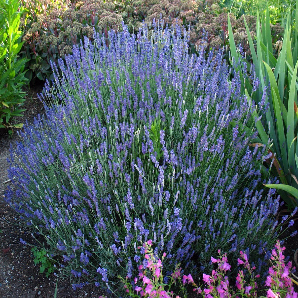 Hidcote Blue Lavender Herb 100 Seeds