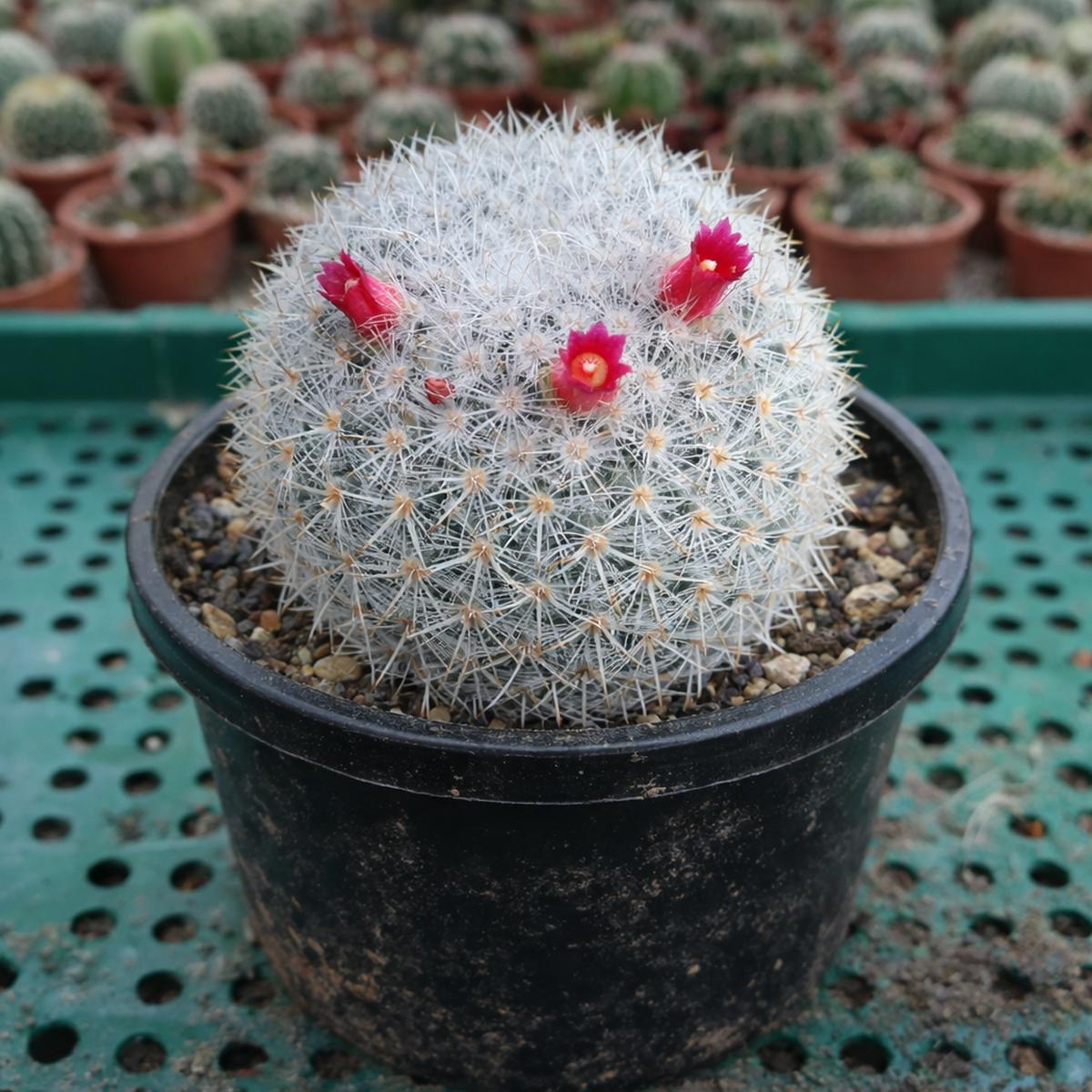 Mammillaria noureddineana SEEDS