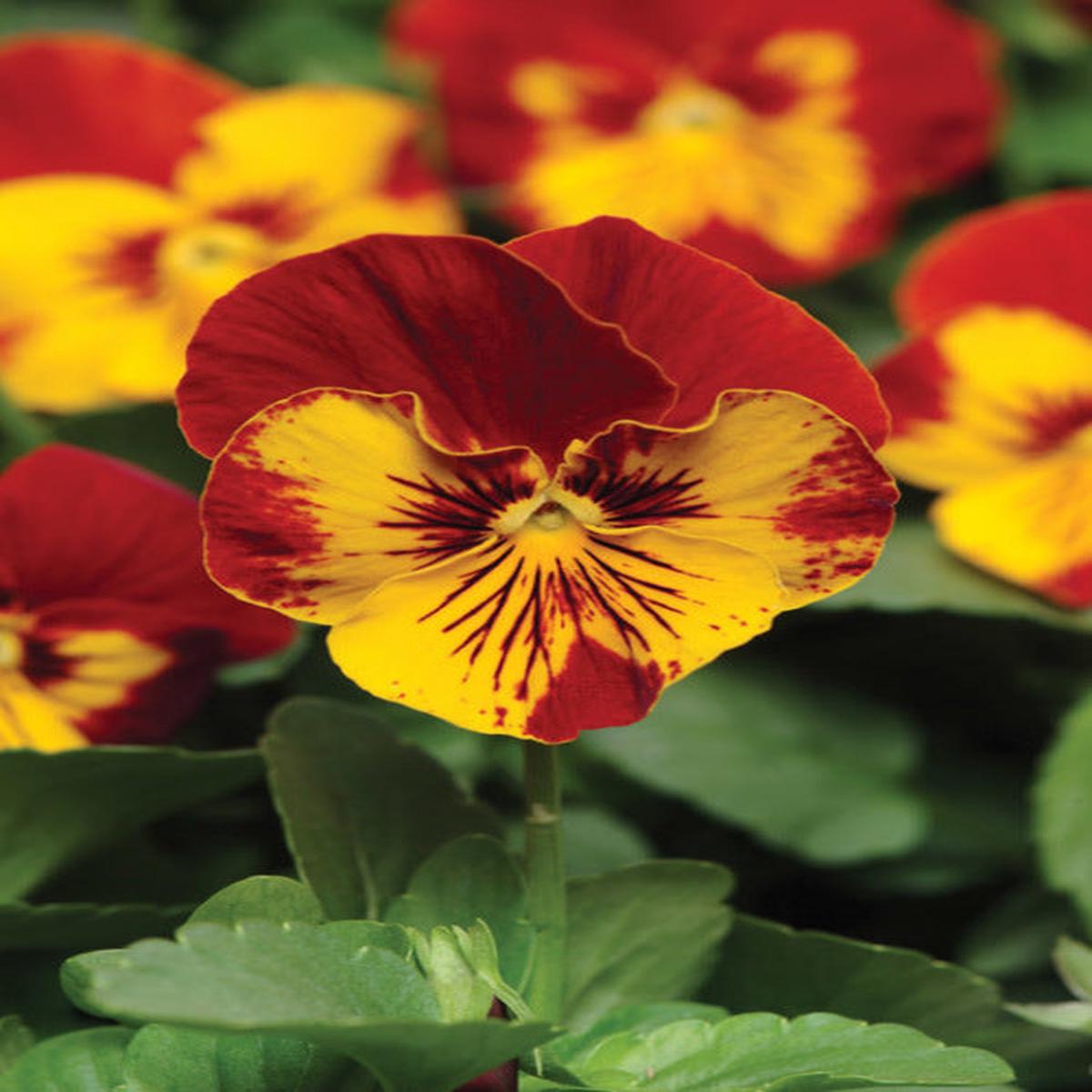 Pansy Panola - Sunburst - Viola wittrockiana - 10 Seeds