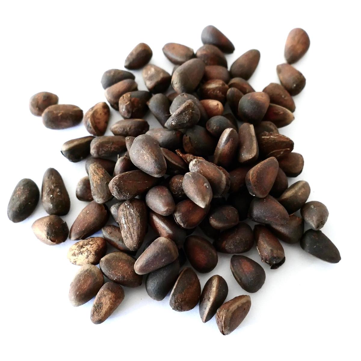 Pinus cembra SEEDS - 100 Seeds