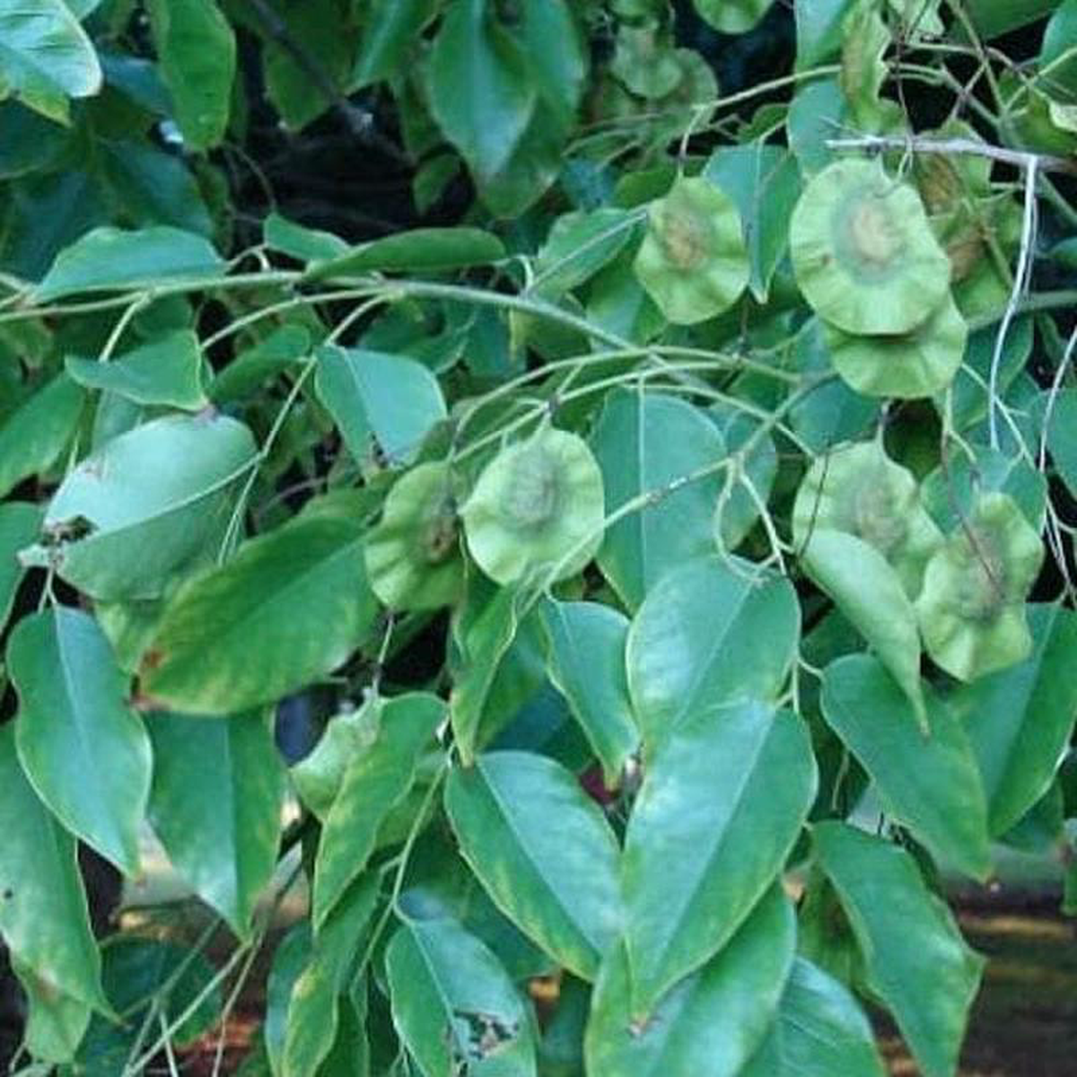 Pterocarpus Marsupium Vijayasar 8211 05 kg Seeds