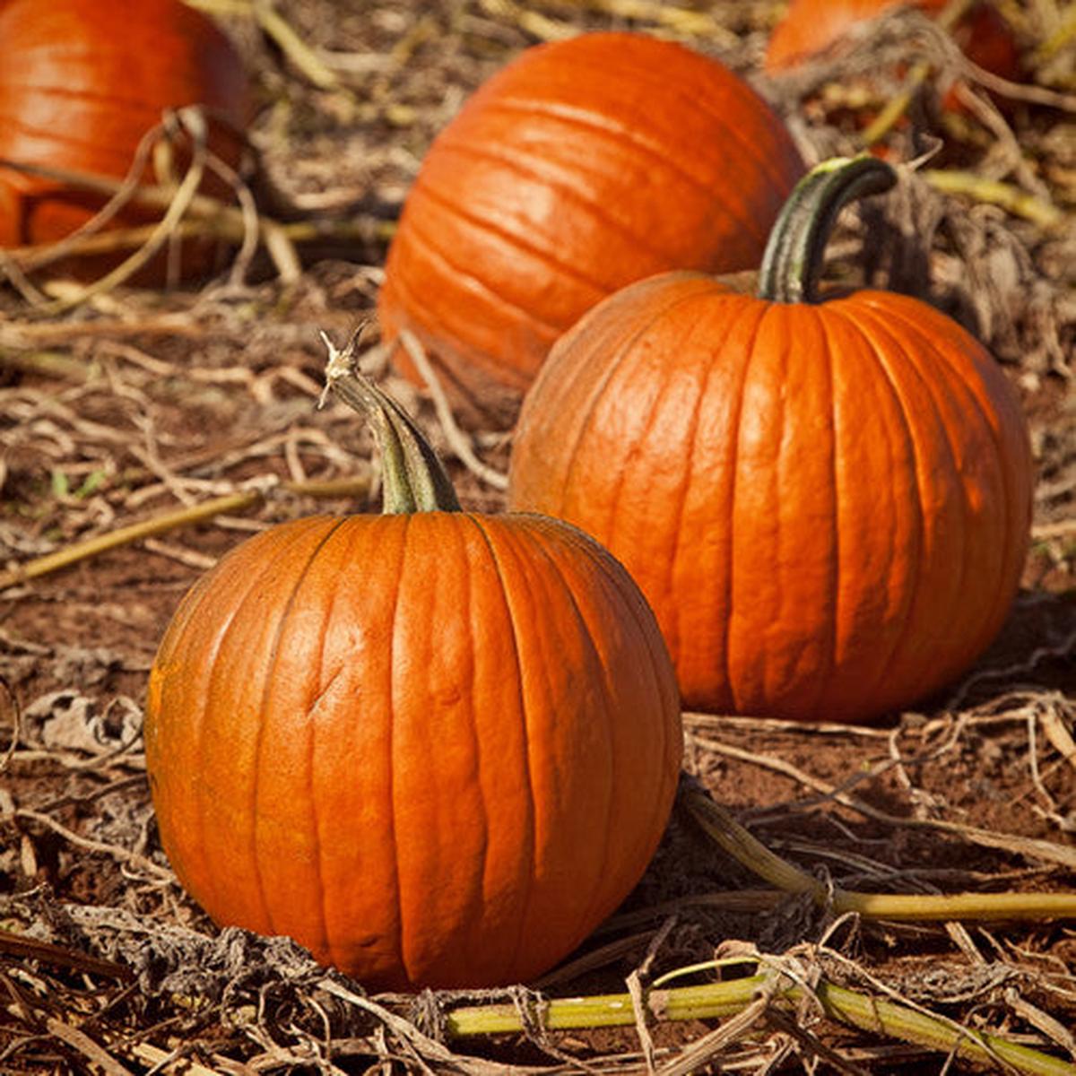 Pumpkin, Howden (Certified Organic Seeds)
