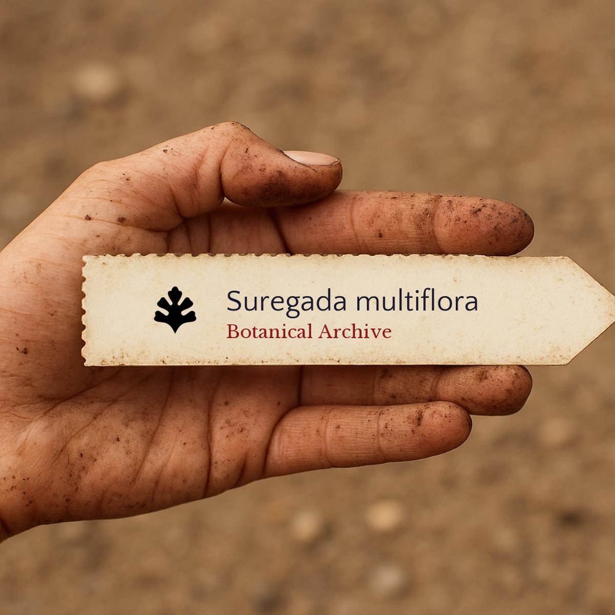 Suregada multiflora SEEDS