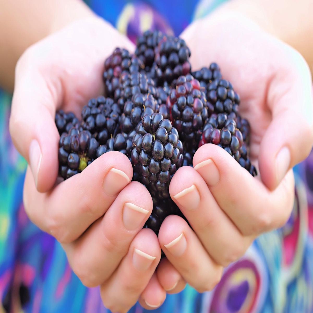 50 WHITEBARK Black RASPBERRY Western Blackcap Raspberry Rubus Leucodermis Native Fruit Berry Seeds