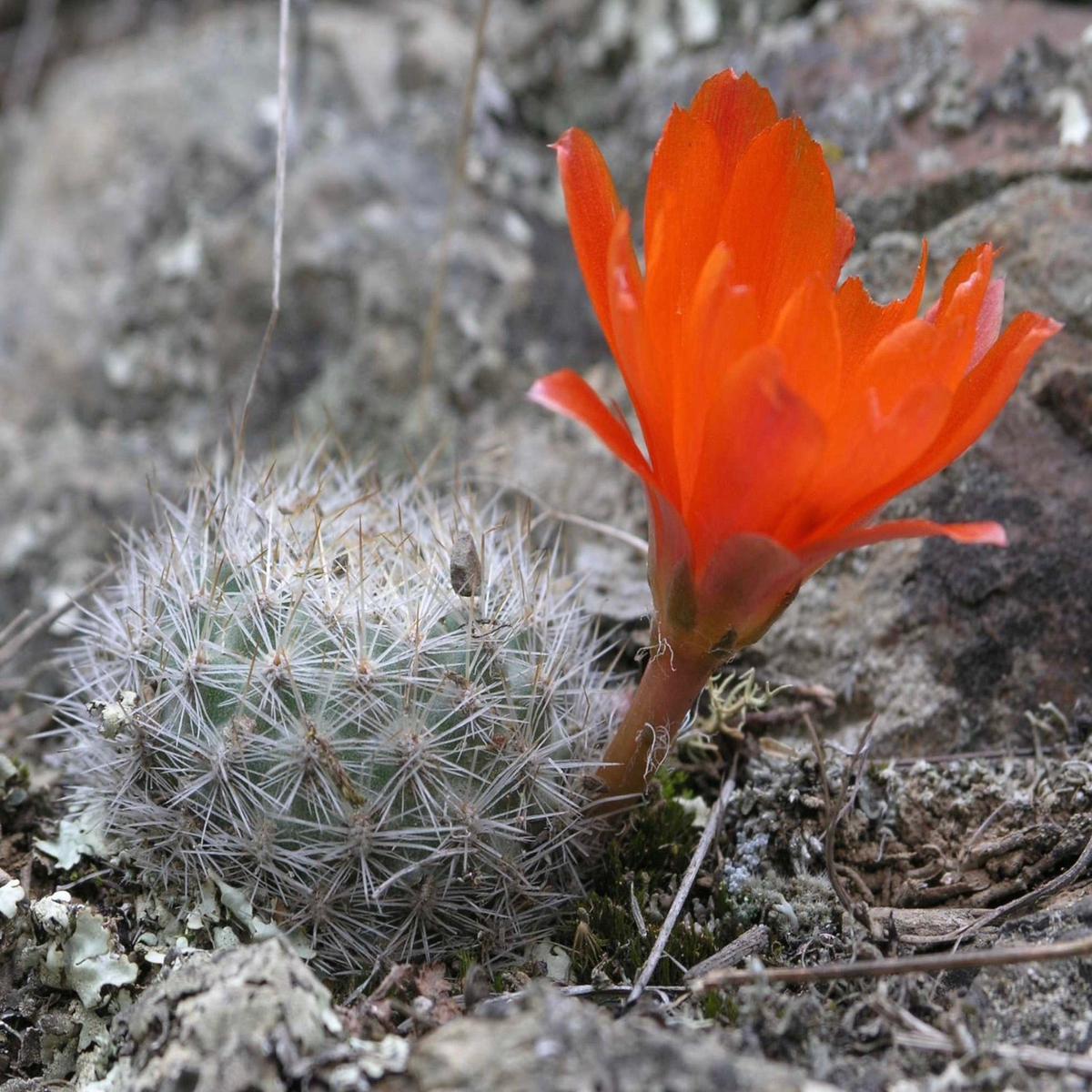 Aylostera fiebrigii sp. pasorapa SEEDS