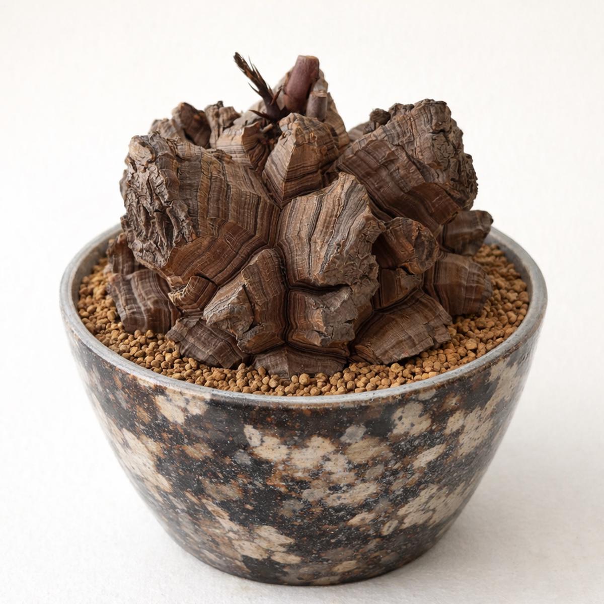 Dioscorea elephantipes var. montana SEEDS
