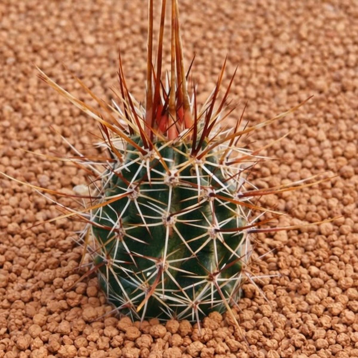 Echinocereus engelmannii var. variegatus LZ867 SEEDS