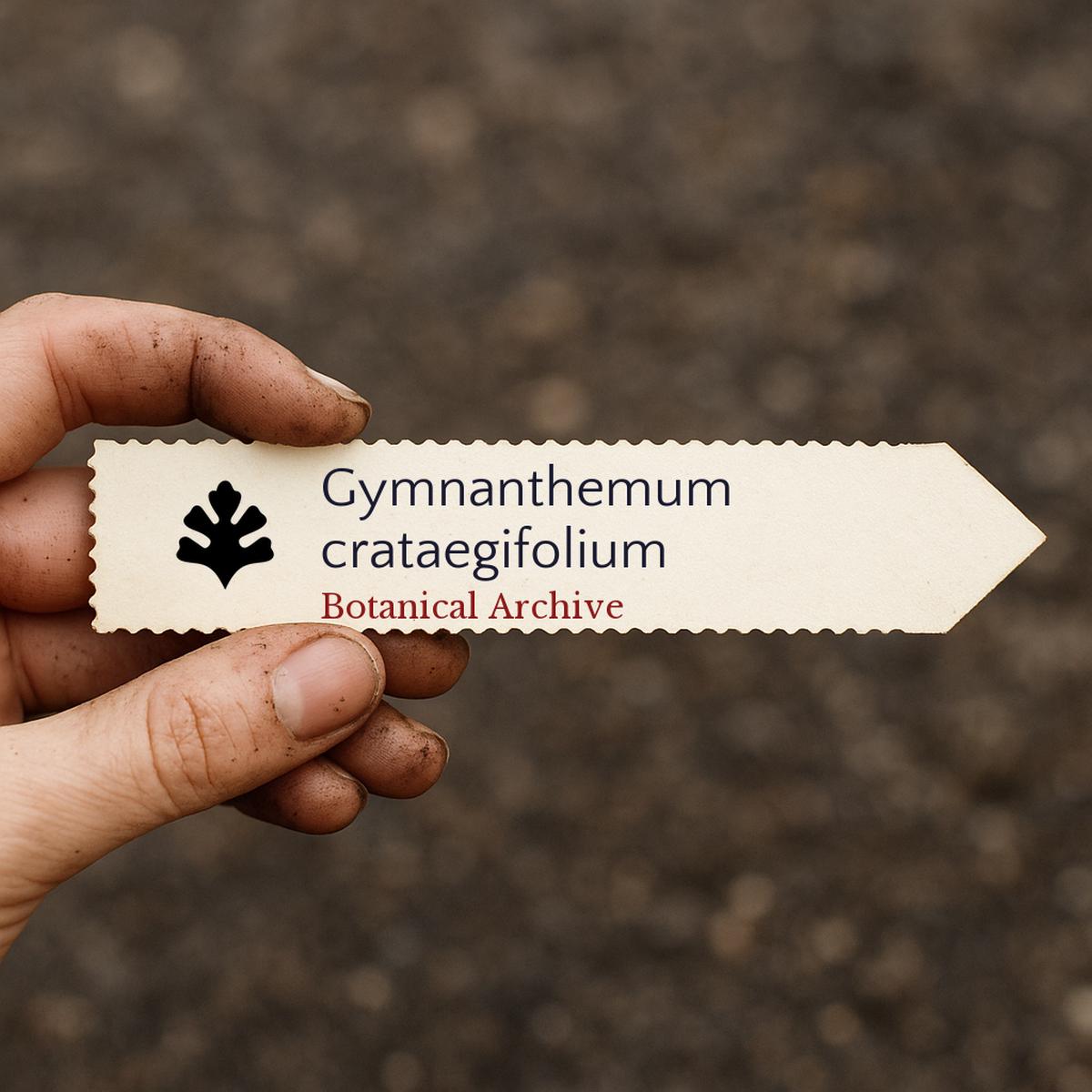 Gymnanthemum crataegifolium SEEDS