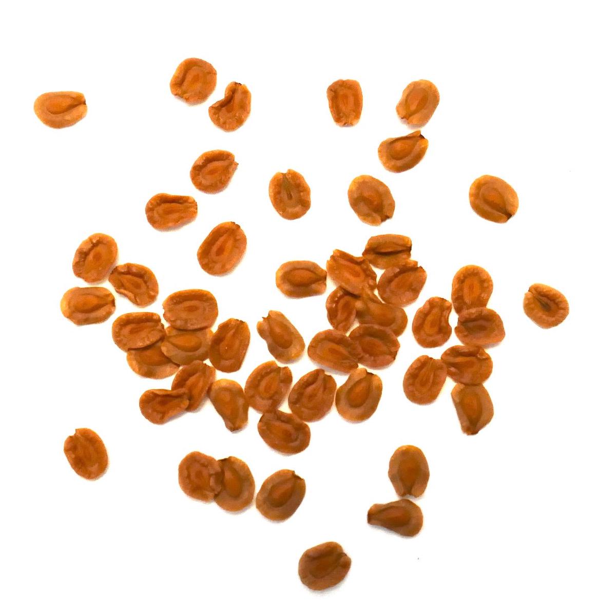 Huernia stapelioides SEEDS - 50 Seeds