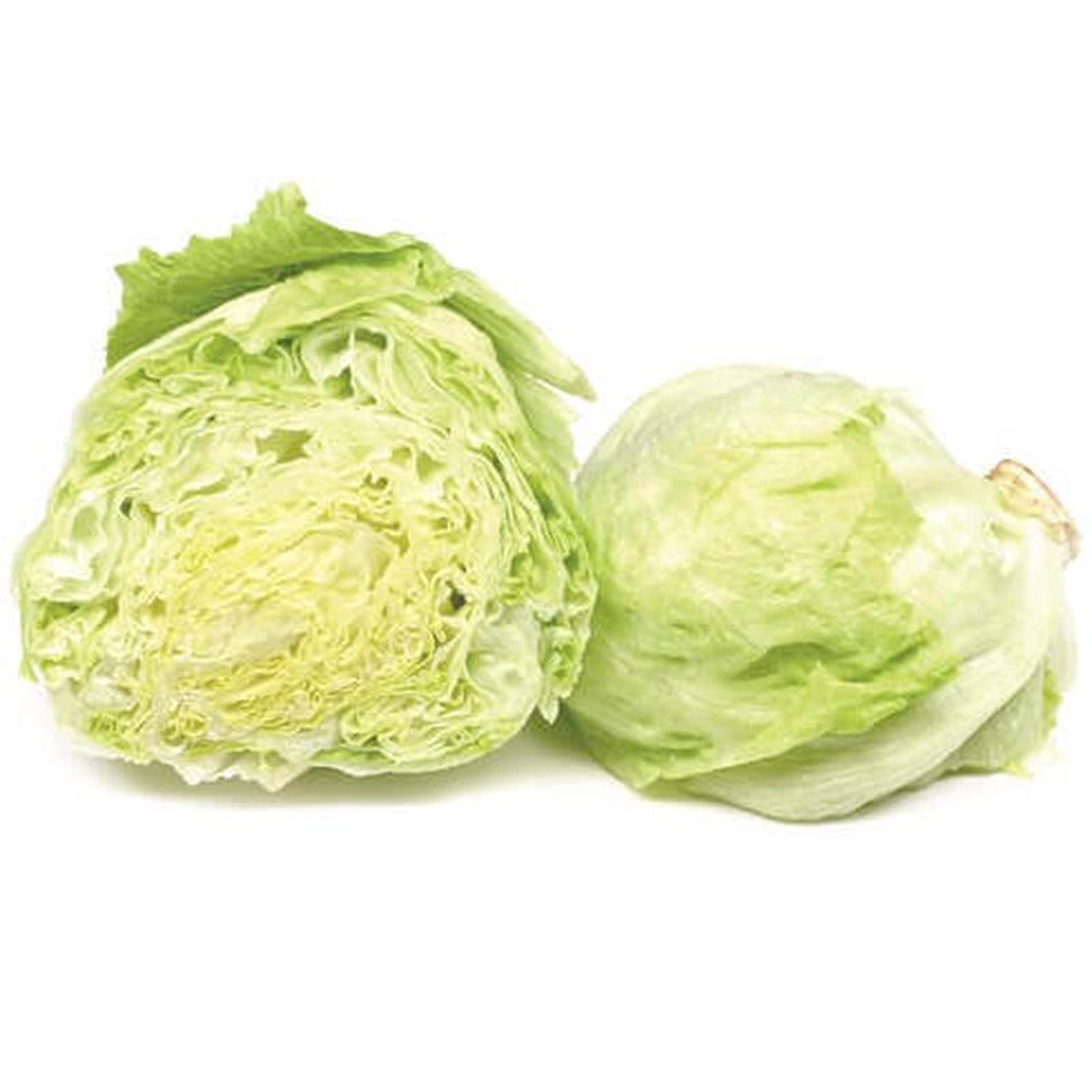 Lettuce Iceberg 8211 Ontario Seed Company
