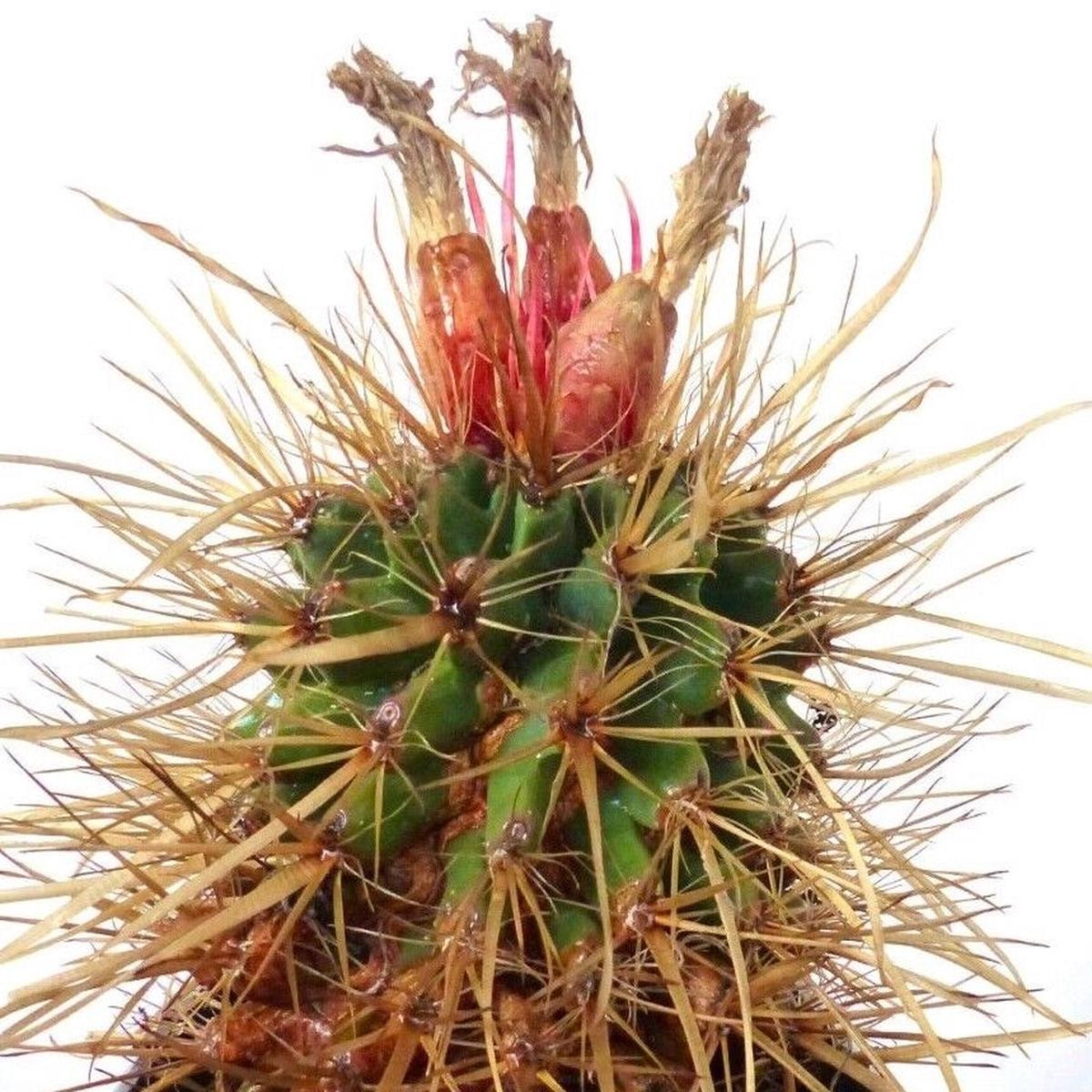 Leuchtenbergia x Ferocactus fordii SEEDS