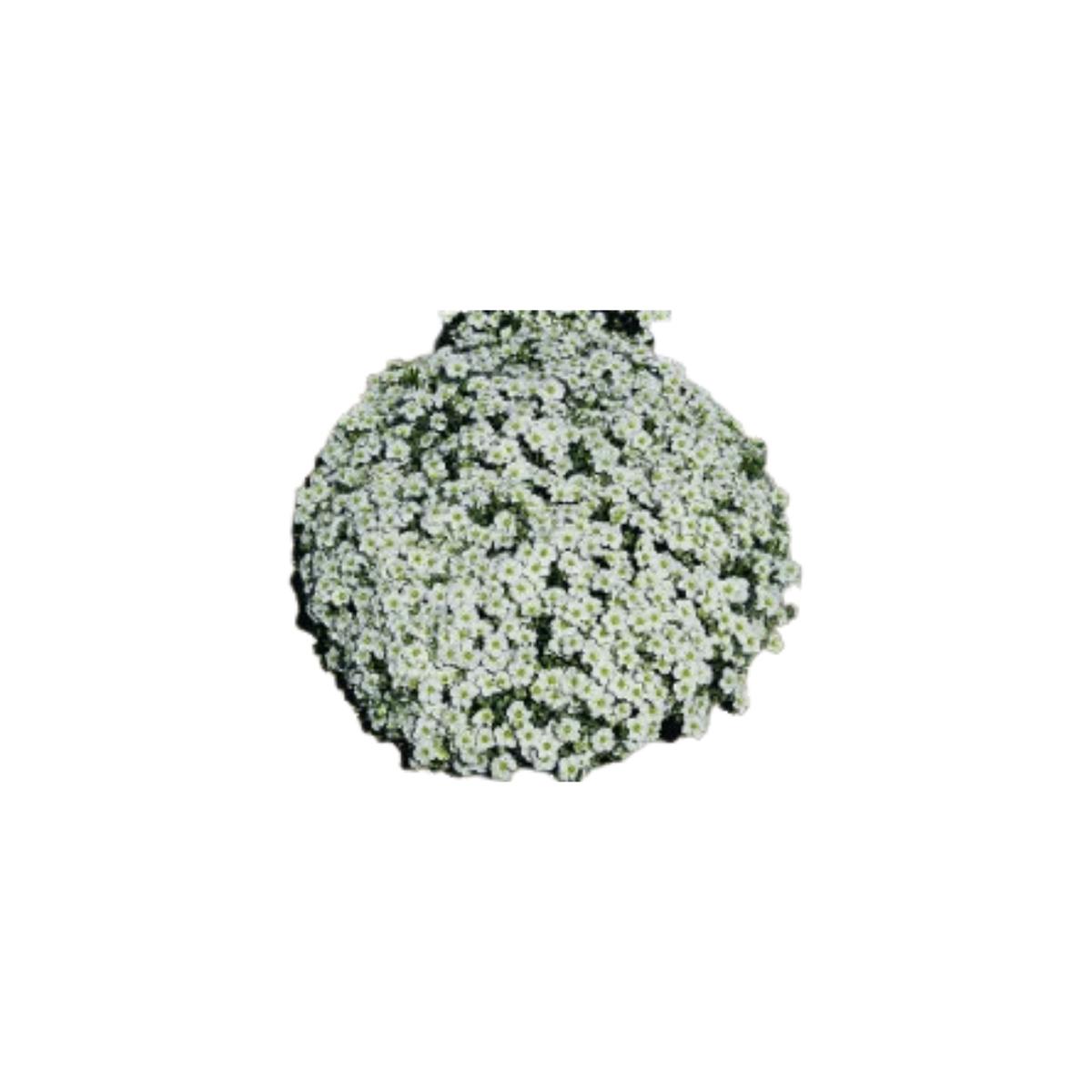Mountain Sandwort Seeds | OSC Seeds