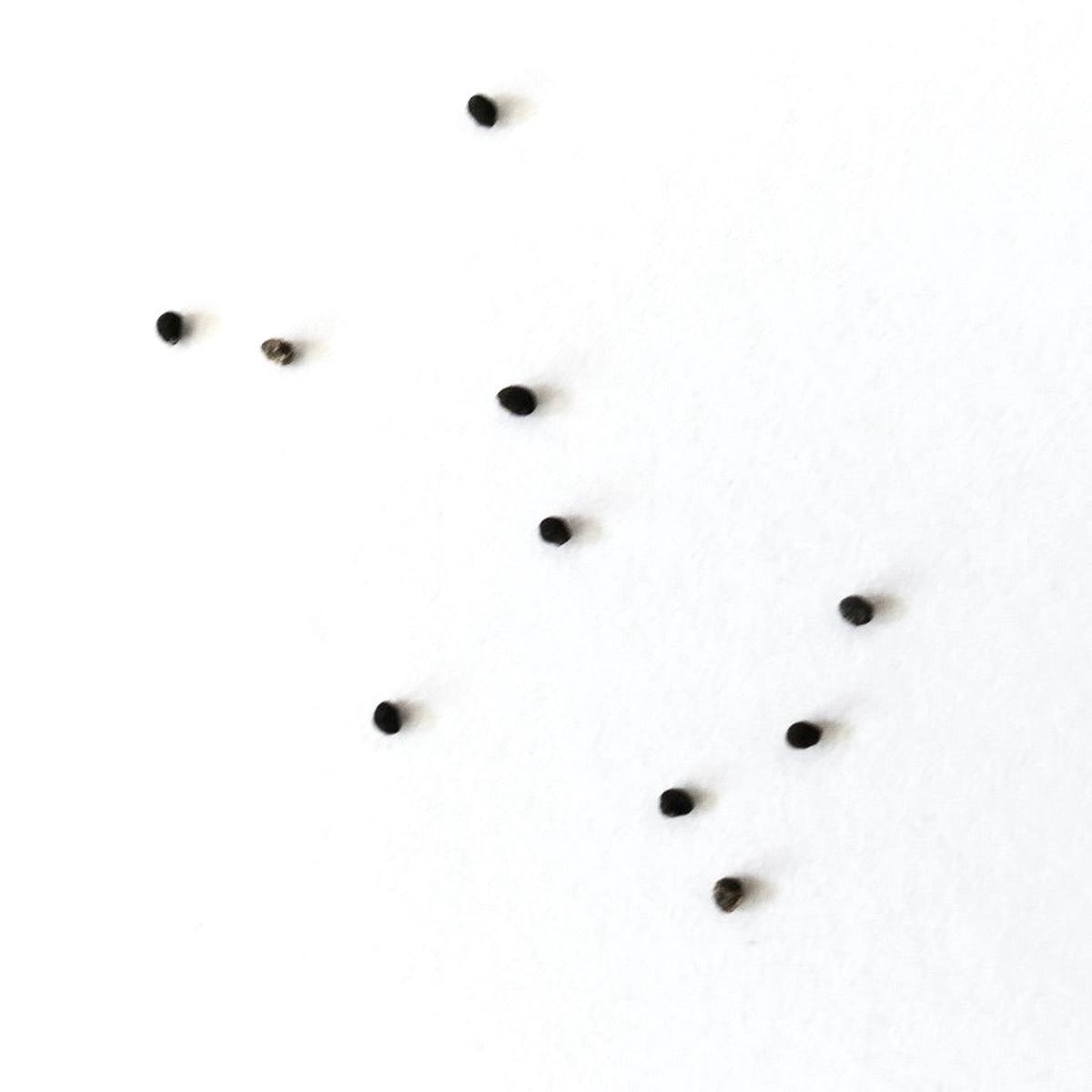 Neochilenia heinrichiana var. deherdtiana SEEDS - 10 Seeds