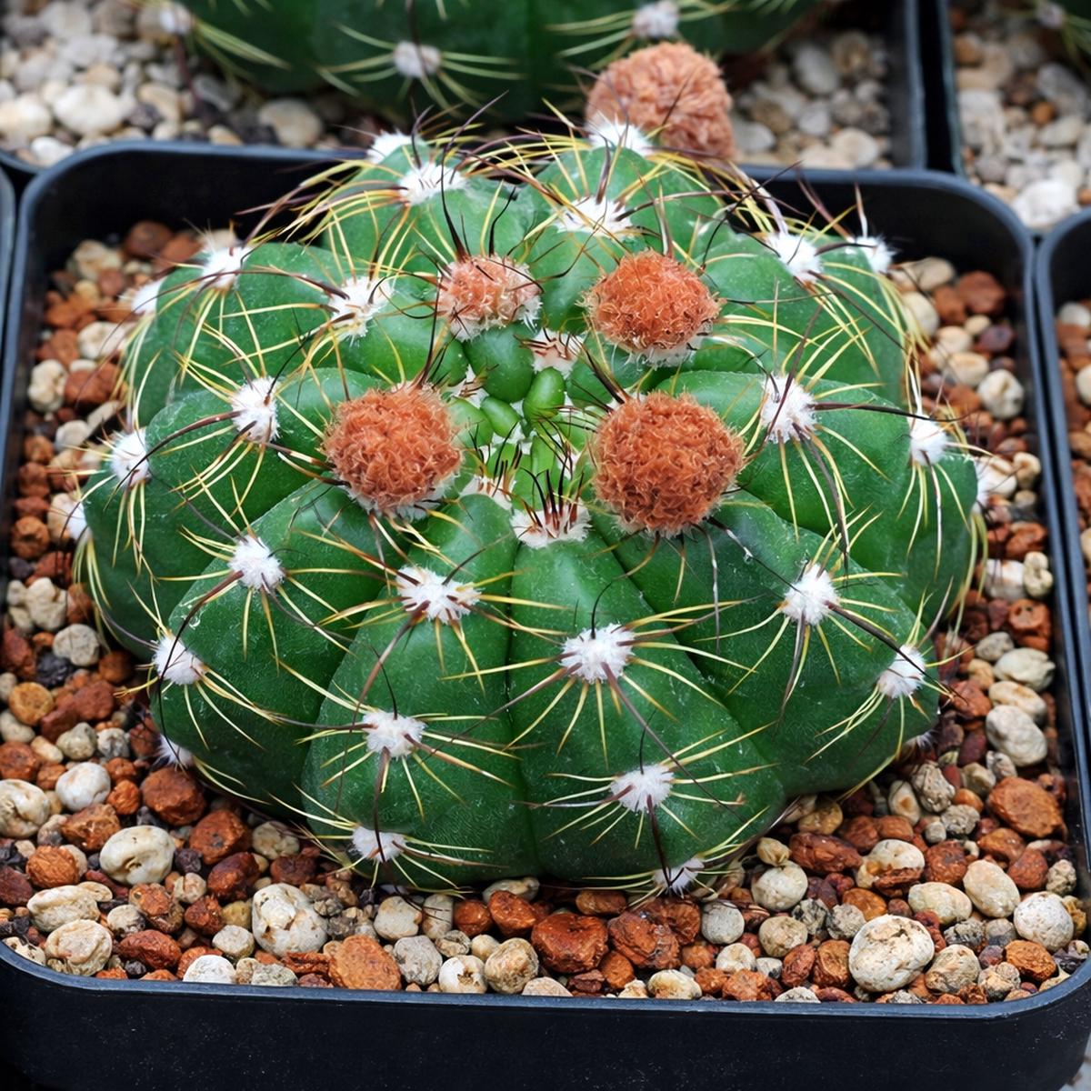 Notocactus militaris HU176 SEEDS