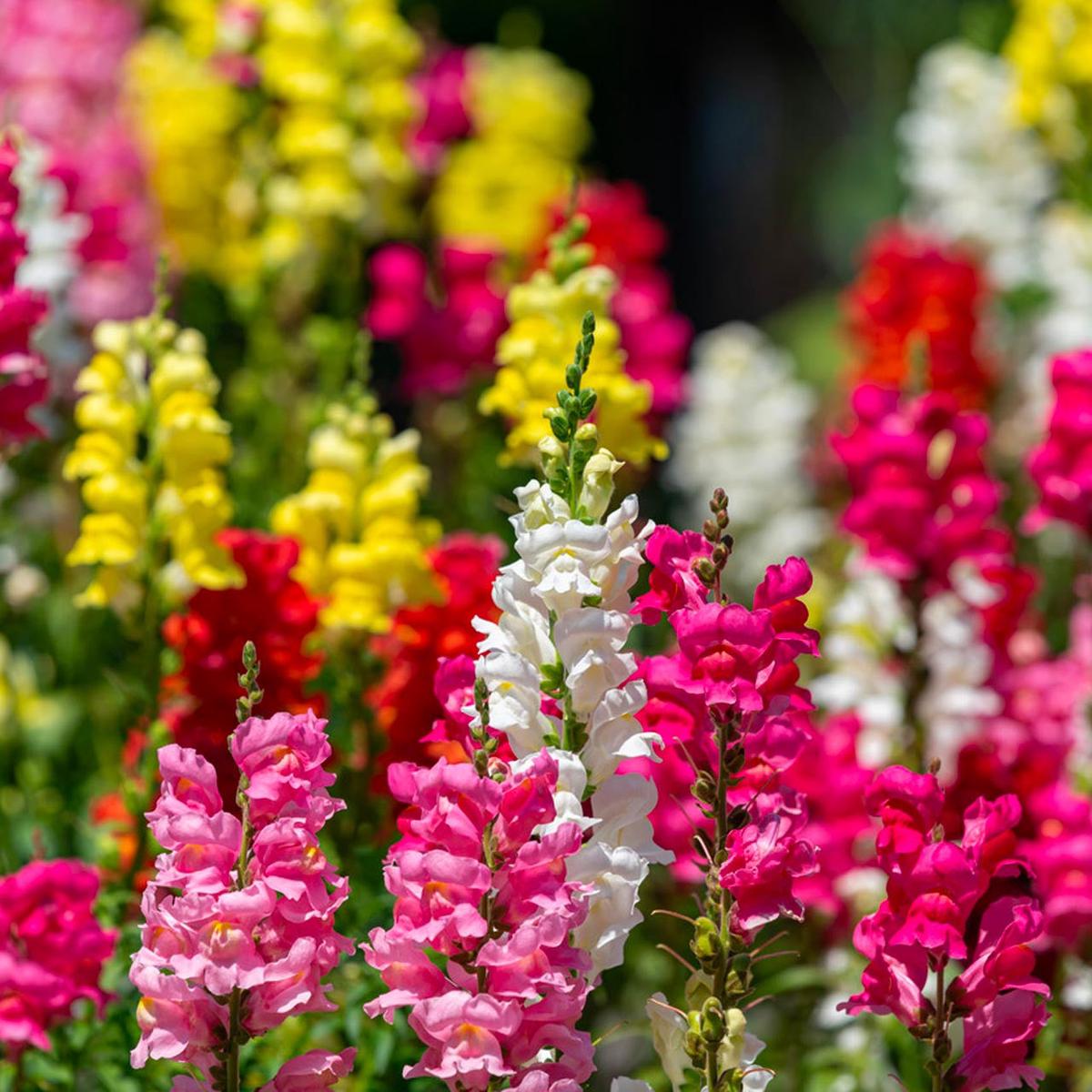 Organic Lions Mouth Snapdragon Blend (Antirrhinum majus)