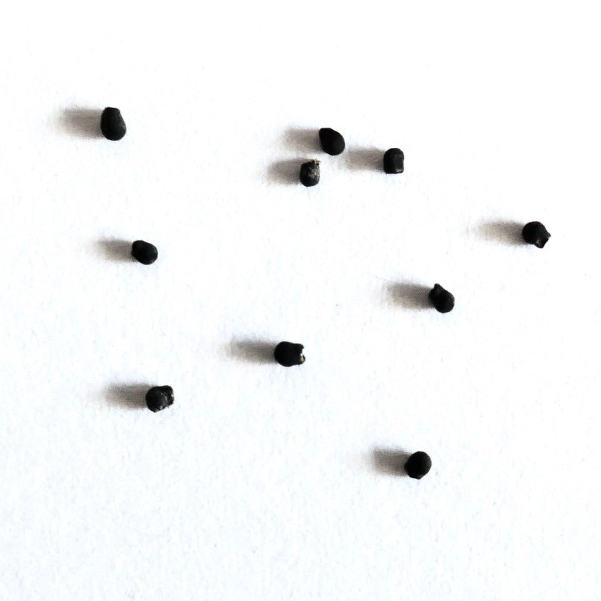 Pelecyphora valdeziana (Mazapil) SEEDS